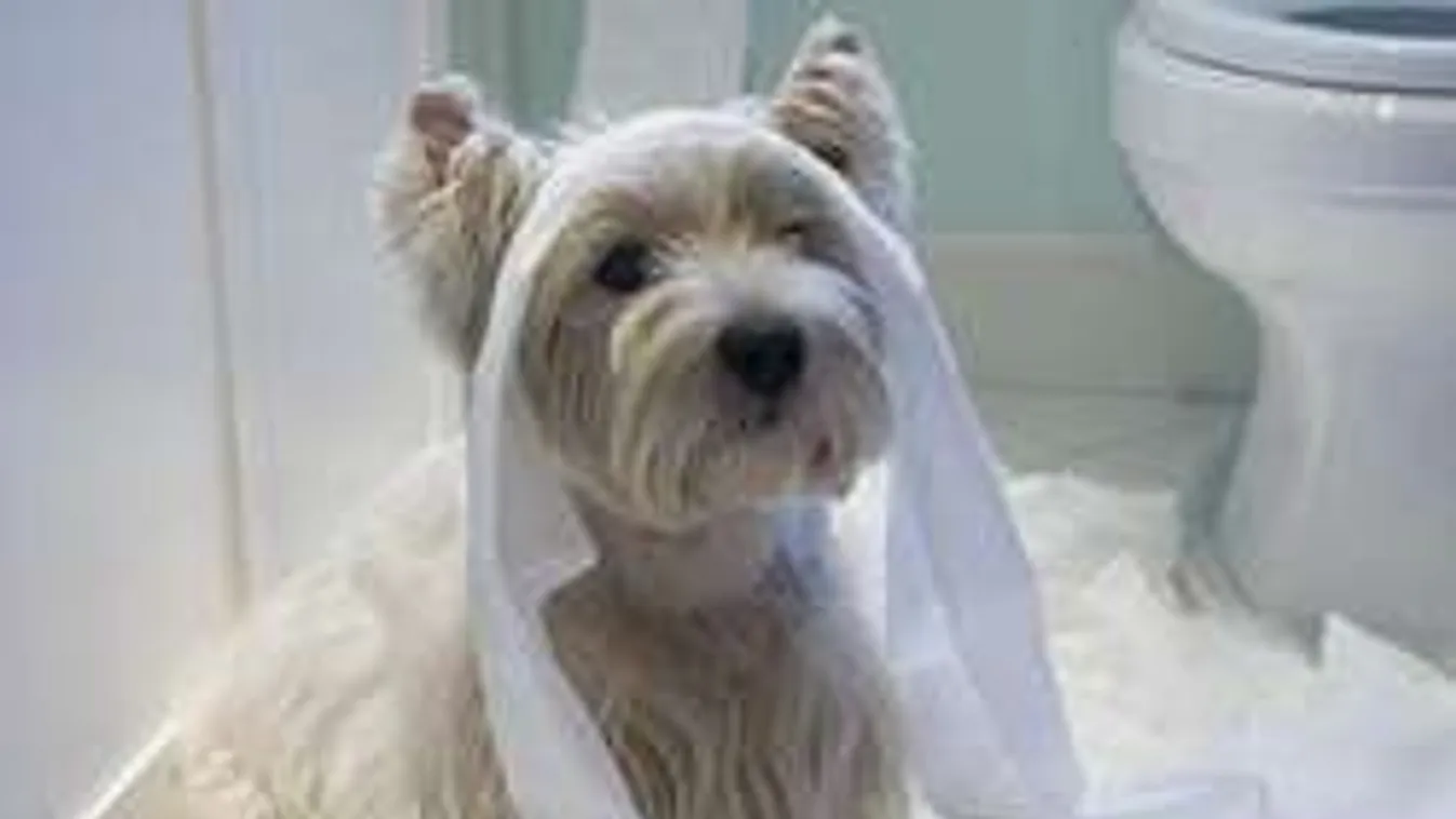 Hogyan állapítsd meg, hogy boldog vagy boldogtalan a kutyád?