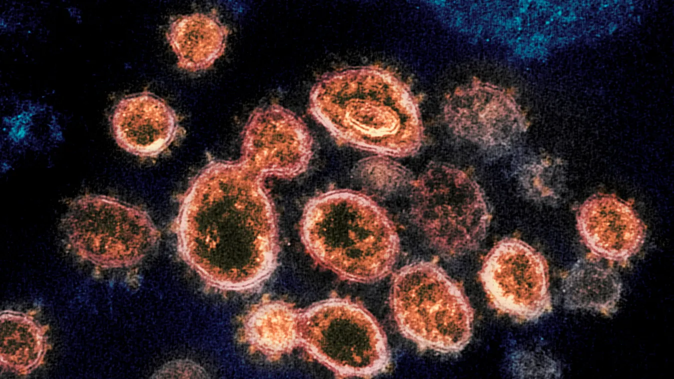 Novel Coronavirus COVID-19 Virus