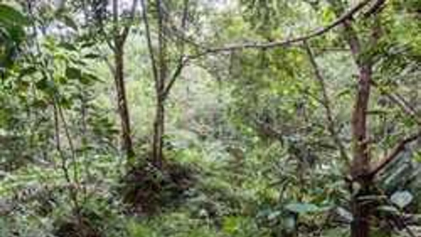 Keresd meg a katonákat a képen!