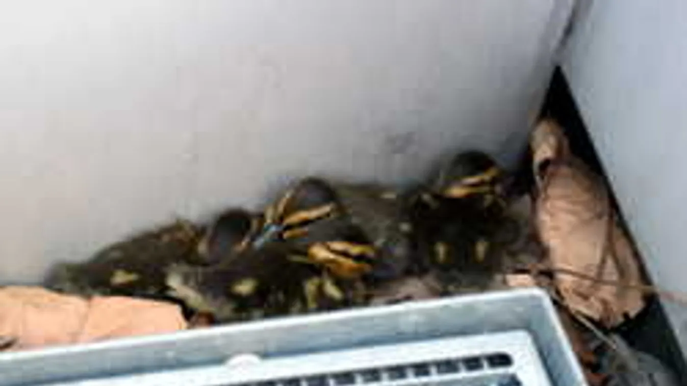 Elképesztő, mit találtak Budapesten, egy 5. emeleti irodaablakban!