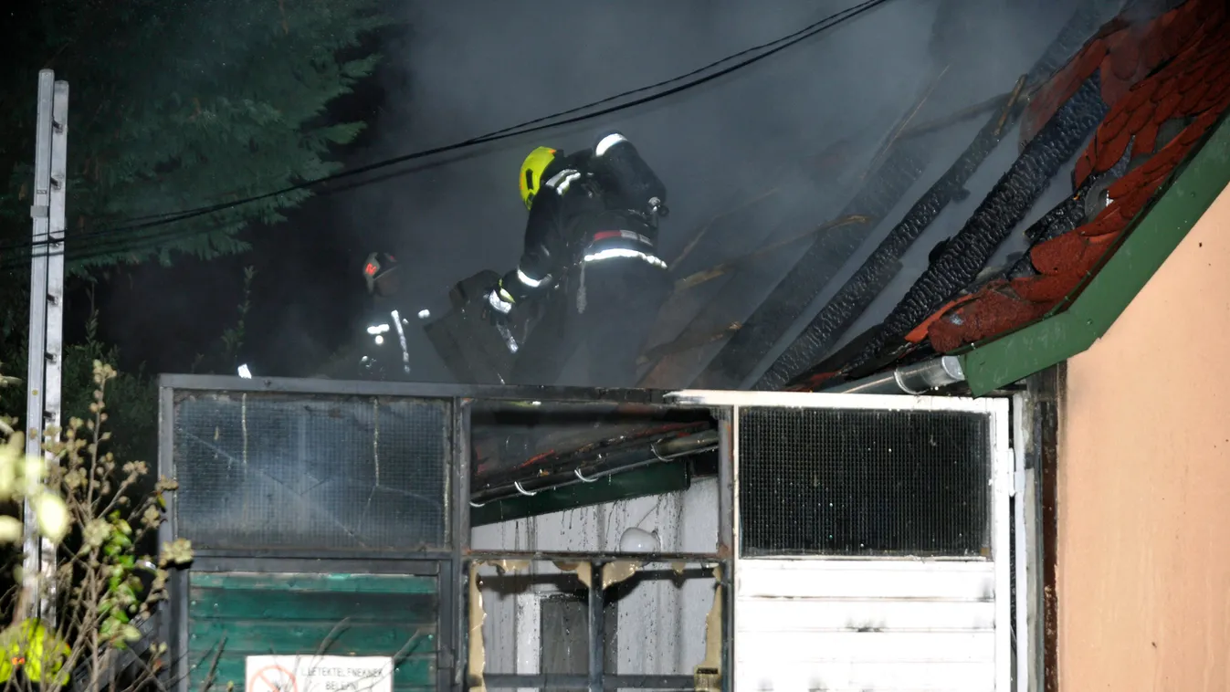 Kiderült, kihez kerülhet a rákospalotai tűzben árván maradt Balázska