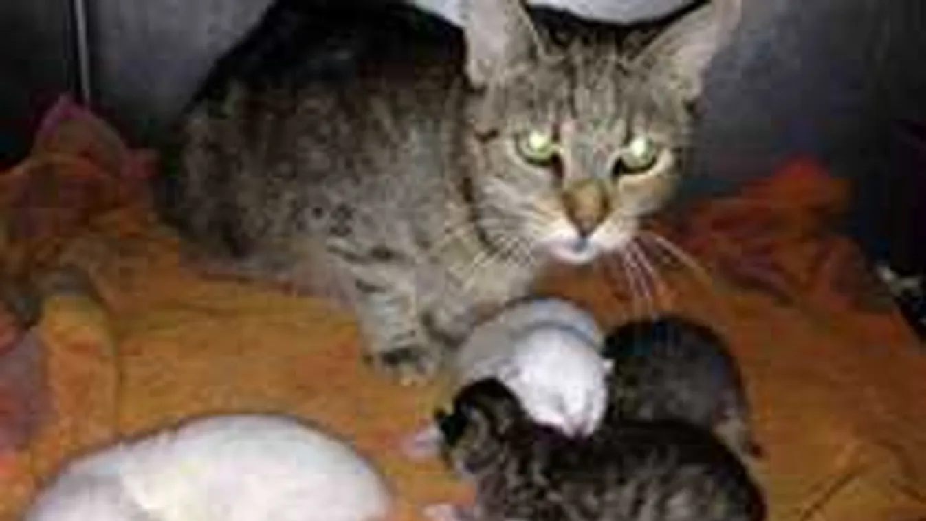 Félmillió forint gyűlt össze a hontalan állatok támogatására