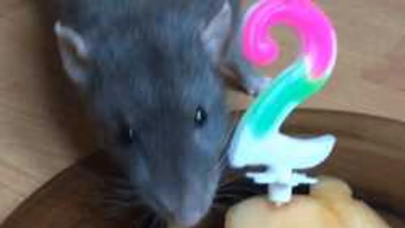 Szülinapi bulit tartott az igazi L'ecsó