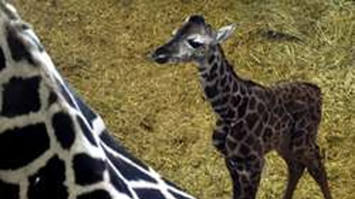 Napi cuki, fotón az év első állatbébije