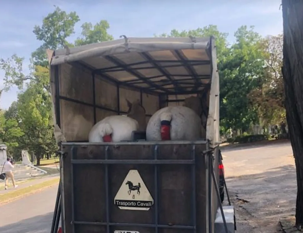 Ezek a lovak húzzák majd a hintót