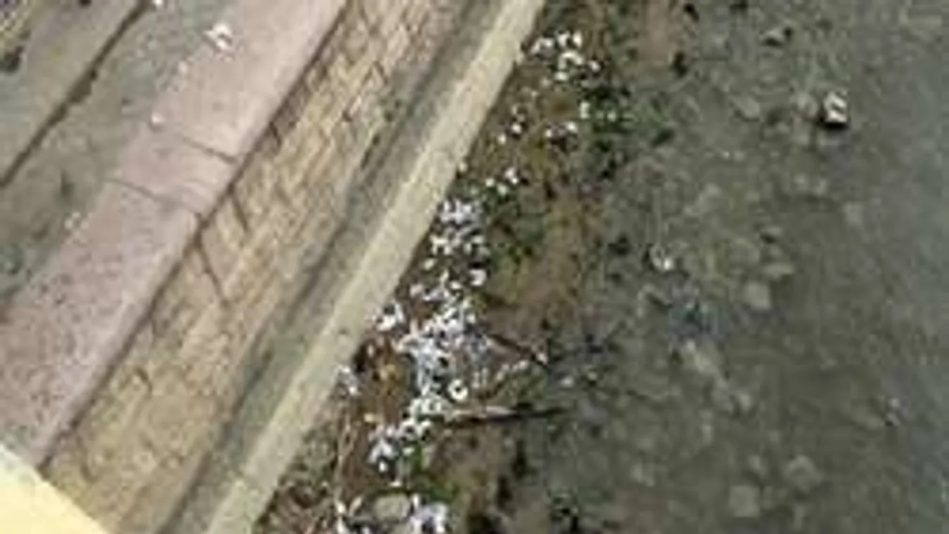 Teleszórták műanyag pohárral a Dunát a "városvédő" futók!