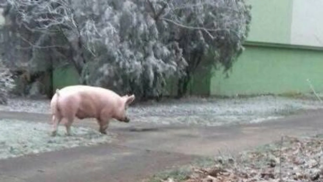 Elszabadult disznó okozott pánikot Szegeden