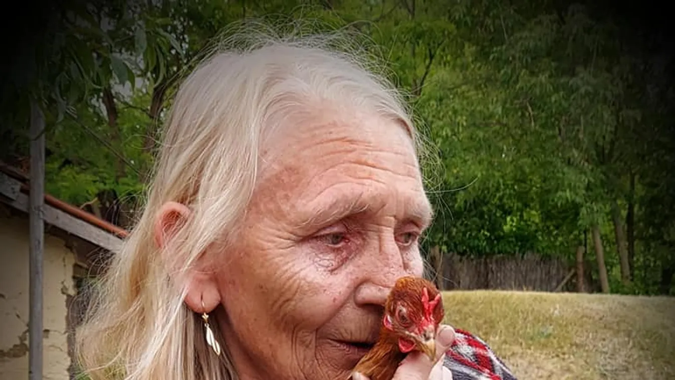A beteg Zsóka néni nem fogadhatja vissza a tyúkjait