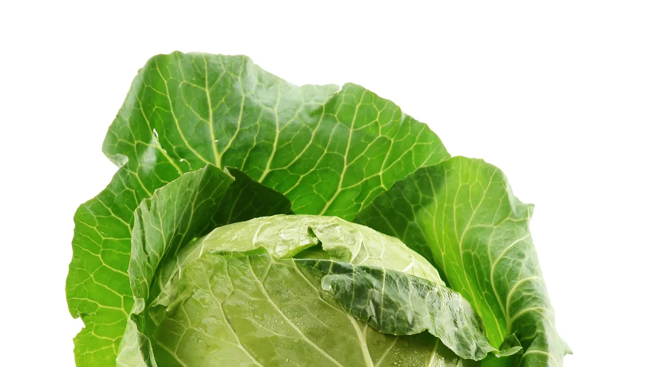 UFÓ teleportált a magyar háziasszony káposztájába, sokkoló eset