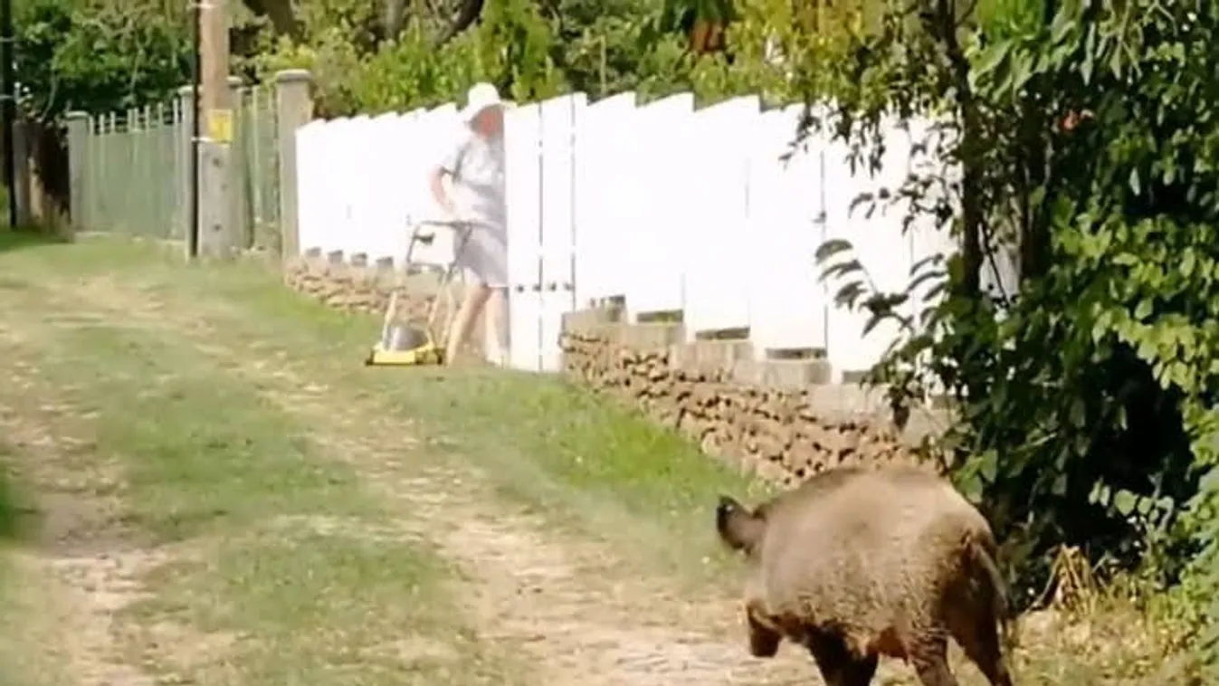 Strandoló vaddisznók keltenek riadalmat a Balatonon