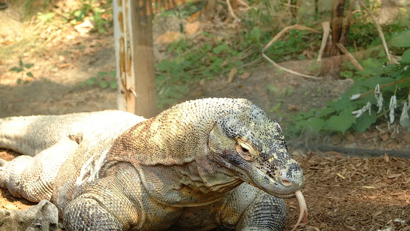 Rátámadt és több darabot kitépett egy férfi testéből egy hatalmas bestia – fotó