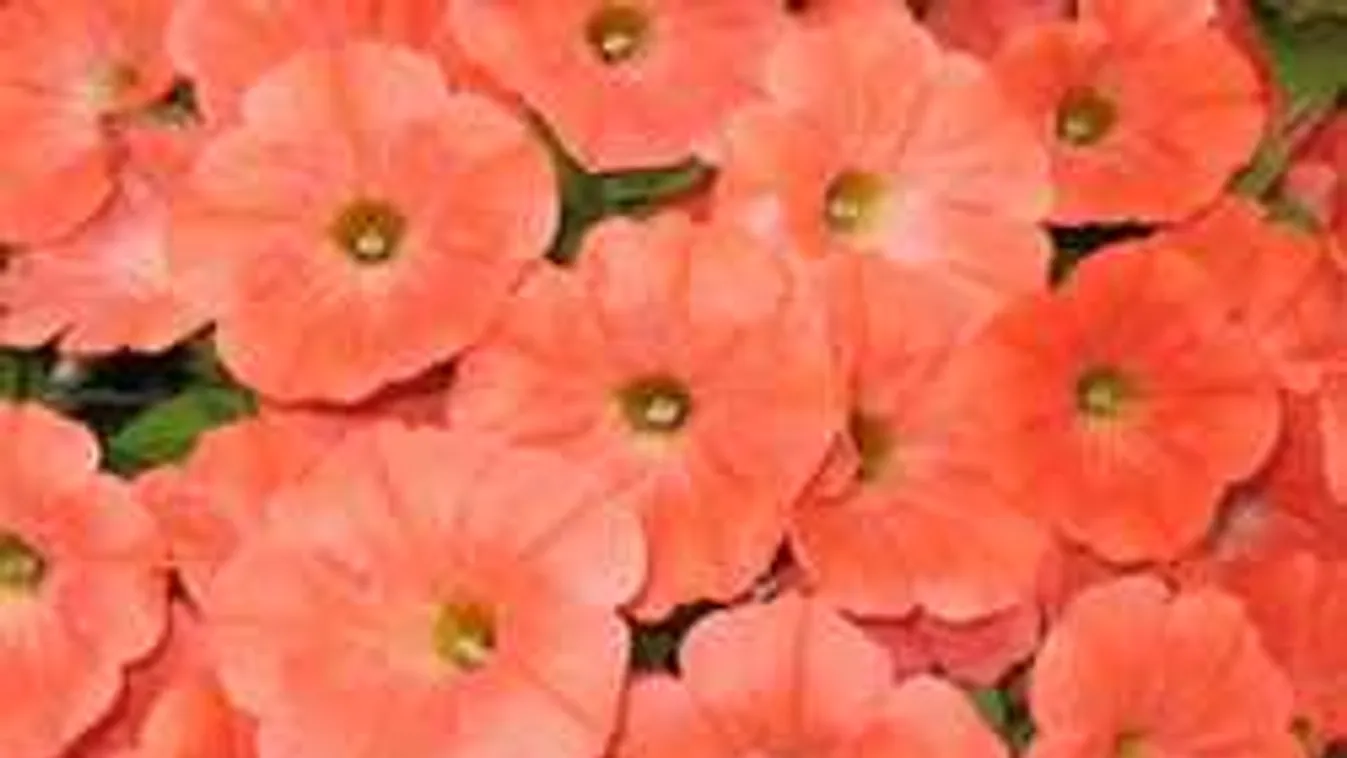 Figyelmeztet a hatóság: Ha ilyen virágod van, azonnal semmisítsd meg