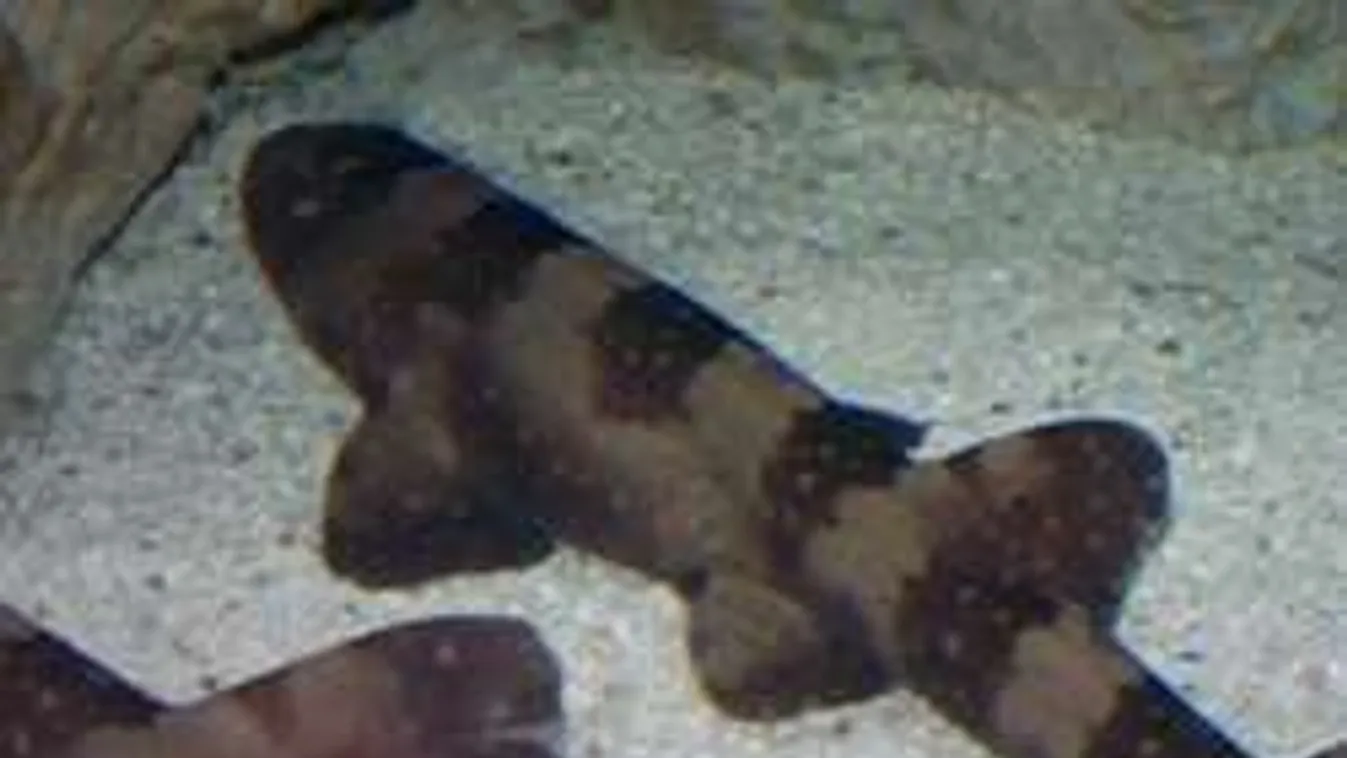 Szűznemzéssel fogantak a cápakölykök!