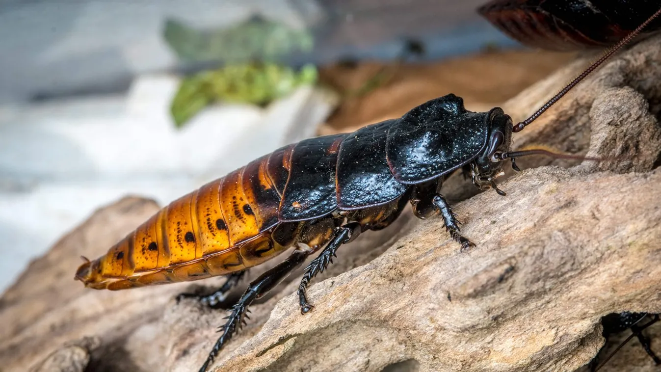 Madagascar hissing cockroach (Gromphadorhina portentosa)