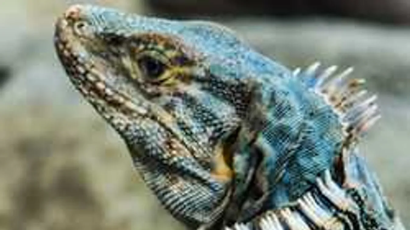 Fura szörny rémisztette halálra a játékosokat a tenisztornán