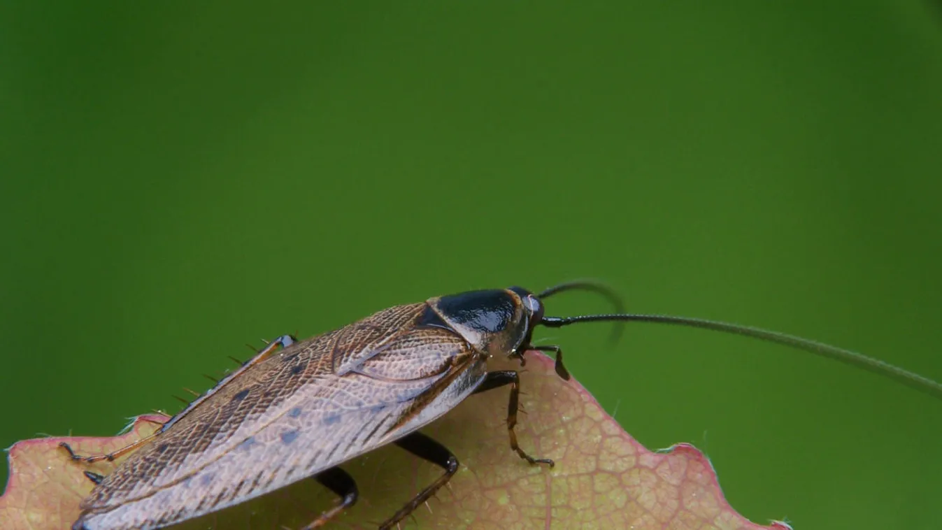 Csótányinváziót okozott a koronavírus a magyar városokban