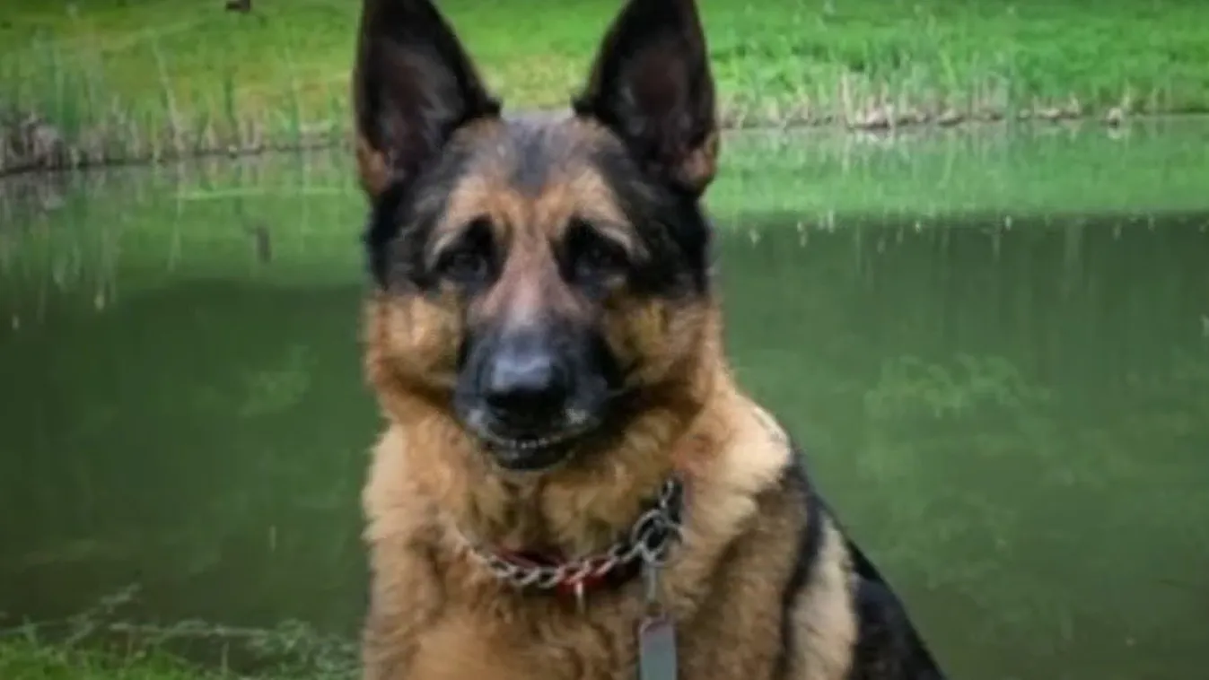 Vért hányt: elpusztult az első koronavírussal diagnosztizált kutya