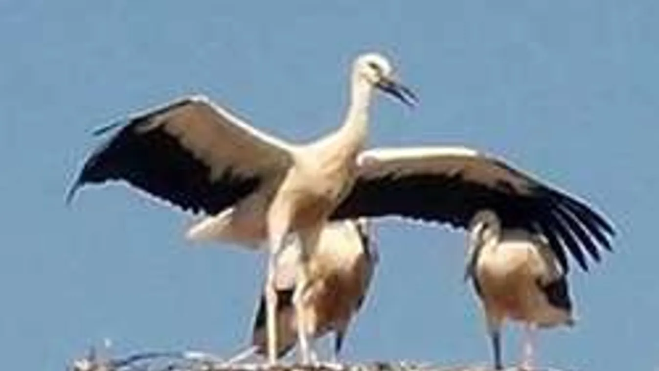 Csodagólya Bodrogkeresztúron! Keresik rá a tudományos magyarázatot