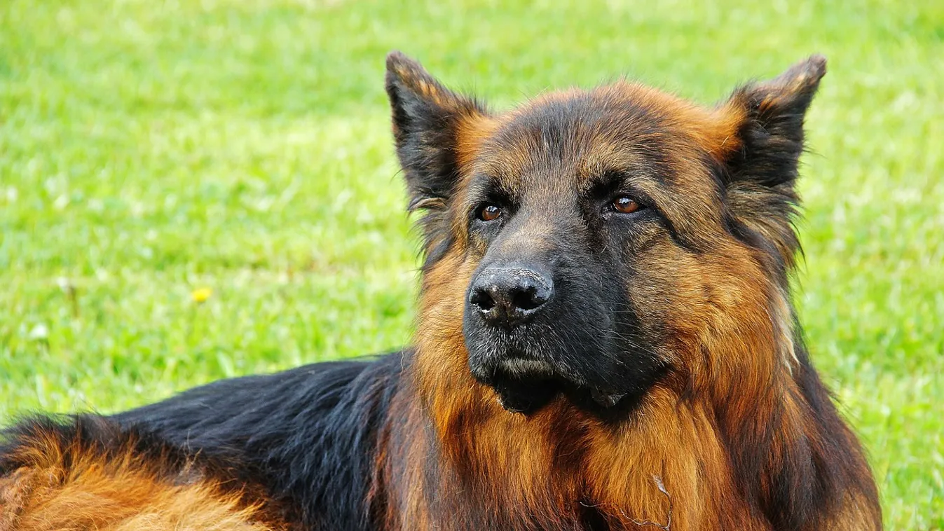 Brutális állatkínzás: elcsalogatta a háztól, majd lelőtt két németjuhászt a magyar vadász