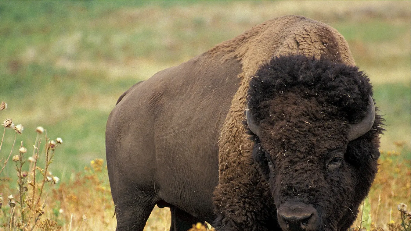 Halálra rémült a riporter, még vette a kamera a menekülését