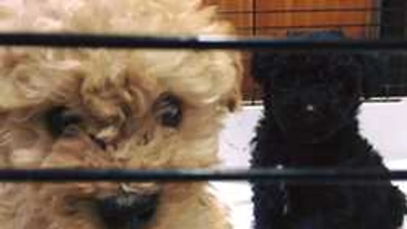 Meg kellett menteni az állatmentőket