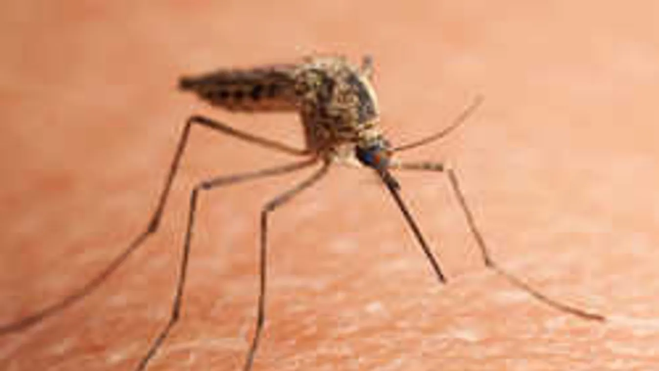 Kiderült, melyik vércsoportra gerjednek a szúnyogok: neked milyen?