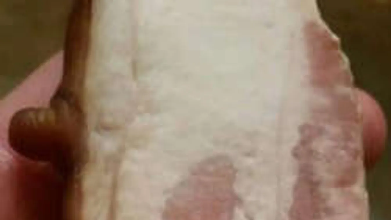 Bizarr: sertésmellbimbóval adták el a szalonnát!