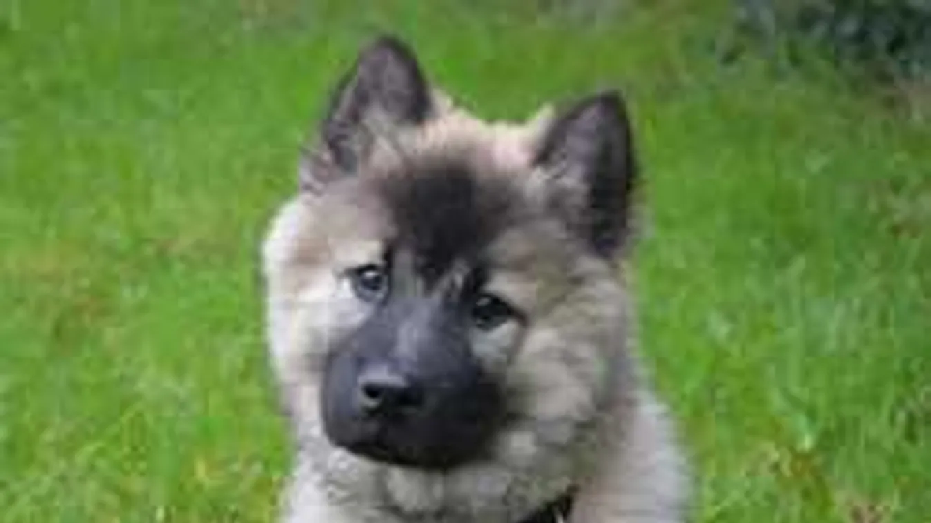 Elkezdődött a kutyagyilkos állatorvos pere