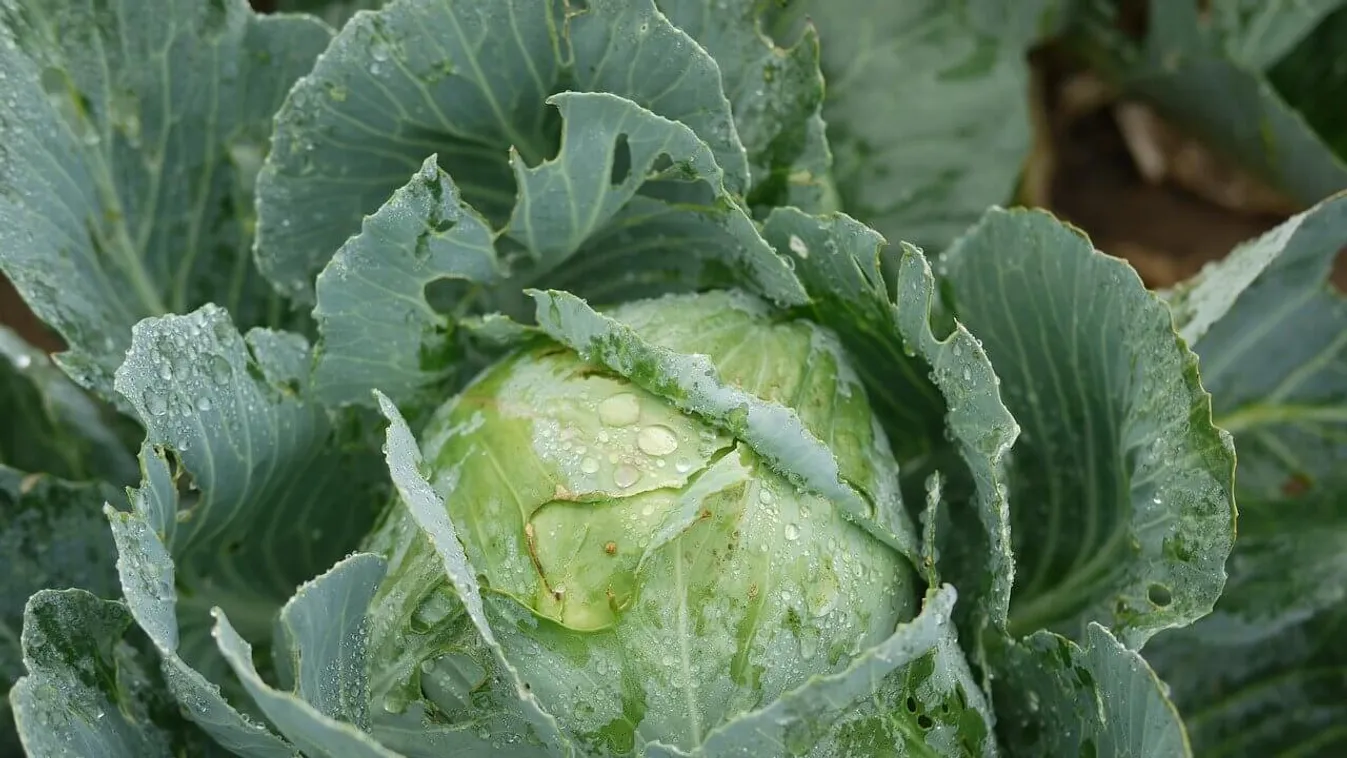 Káposztát főzöl, így nem lesz tőle büdös az egész lakás