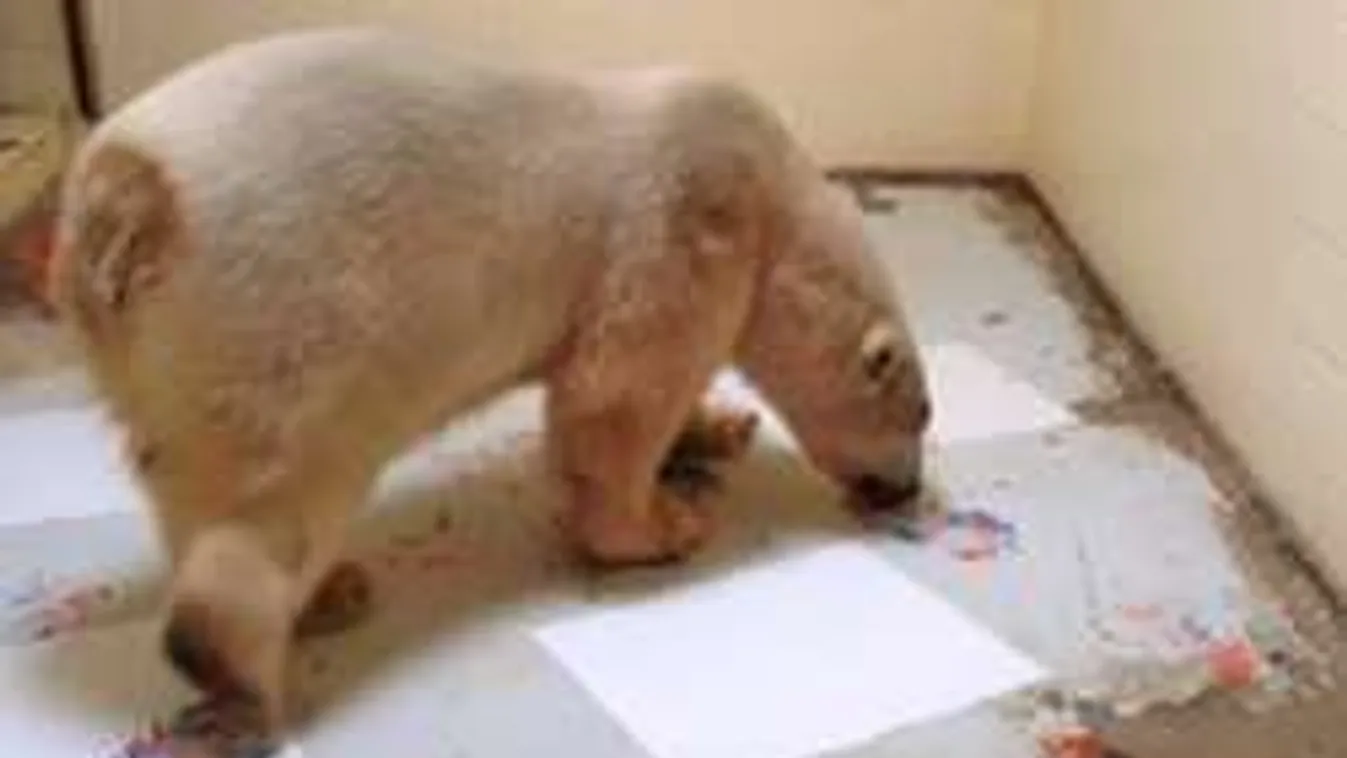 A legújabb Picasso medvebőrbe bújt