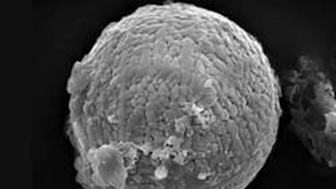 Ez a földönkívüli a tudósokat is meglepte...