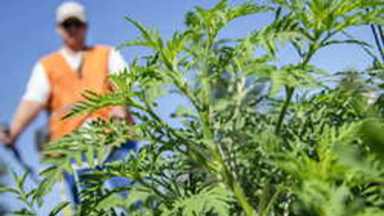 Holnaptól 5 milliós bírság járhat a parlagfűért!