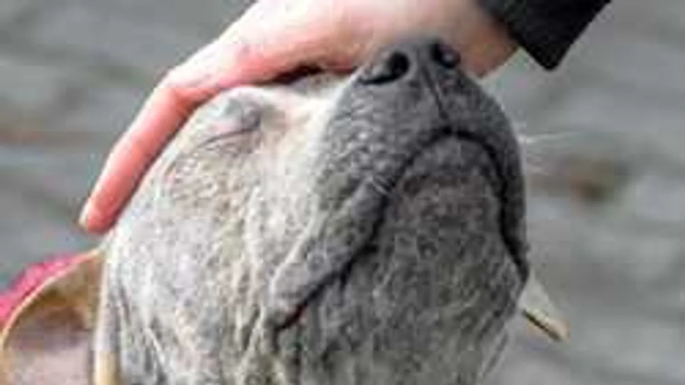 Szívszorító, mindent elárul a bőrbeteg kutyus tekintete