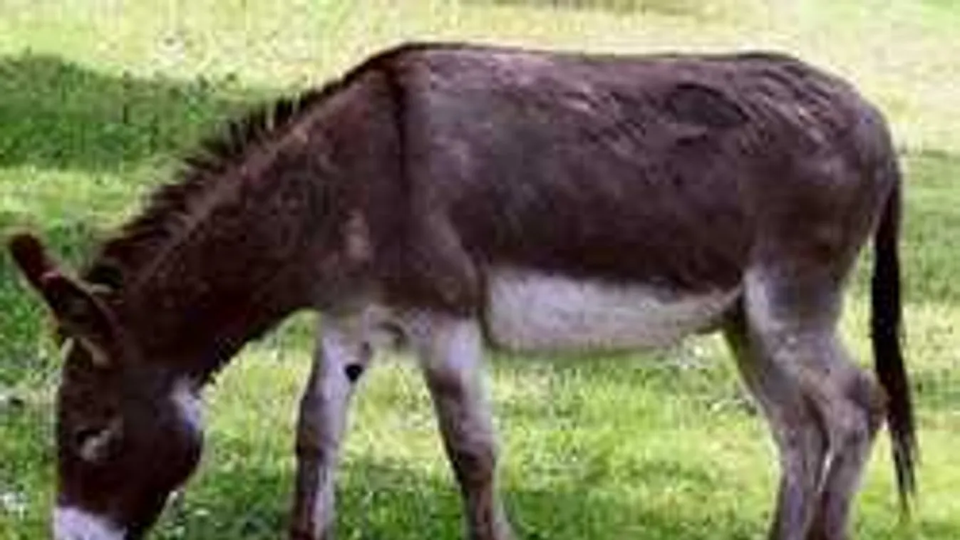 Eltérő kultúra: 15 kamaszt fertőzött meg veszettséggel egy szamár...