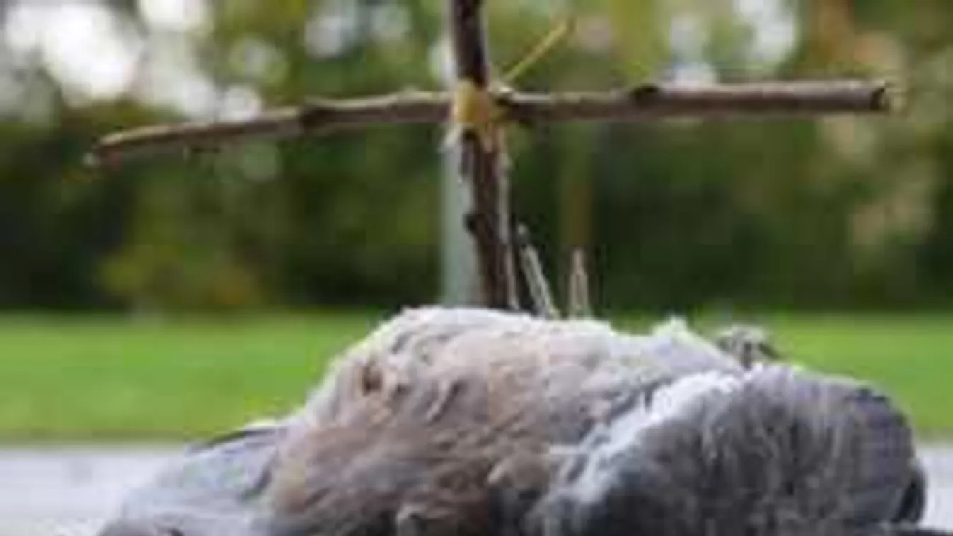 298 egészséges madár hullott el az 5G mobilhálózat tesztelésekor!