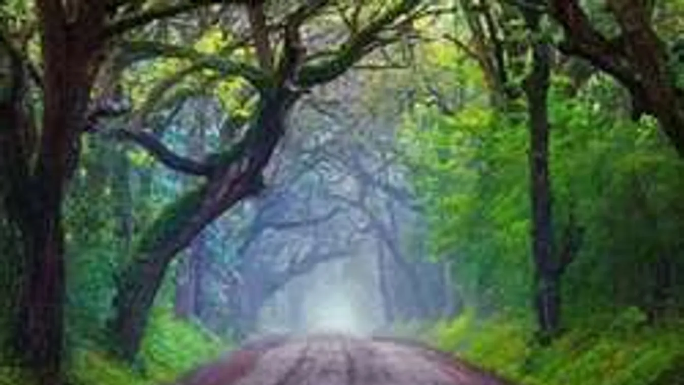 Most kiderül, milyen ember vagy! Te melyik utat választanád?