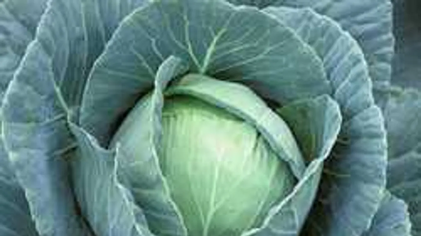 A káposzta bosszúja: Ezt nem köszönik meg Vecsésen