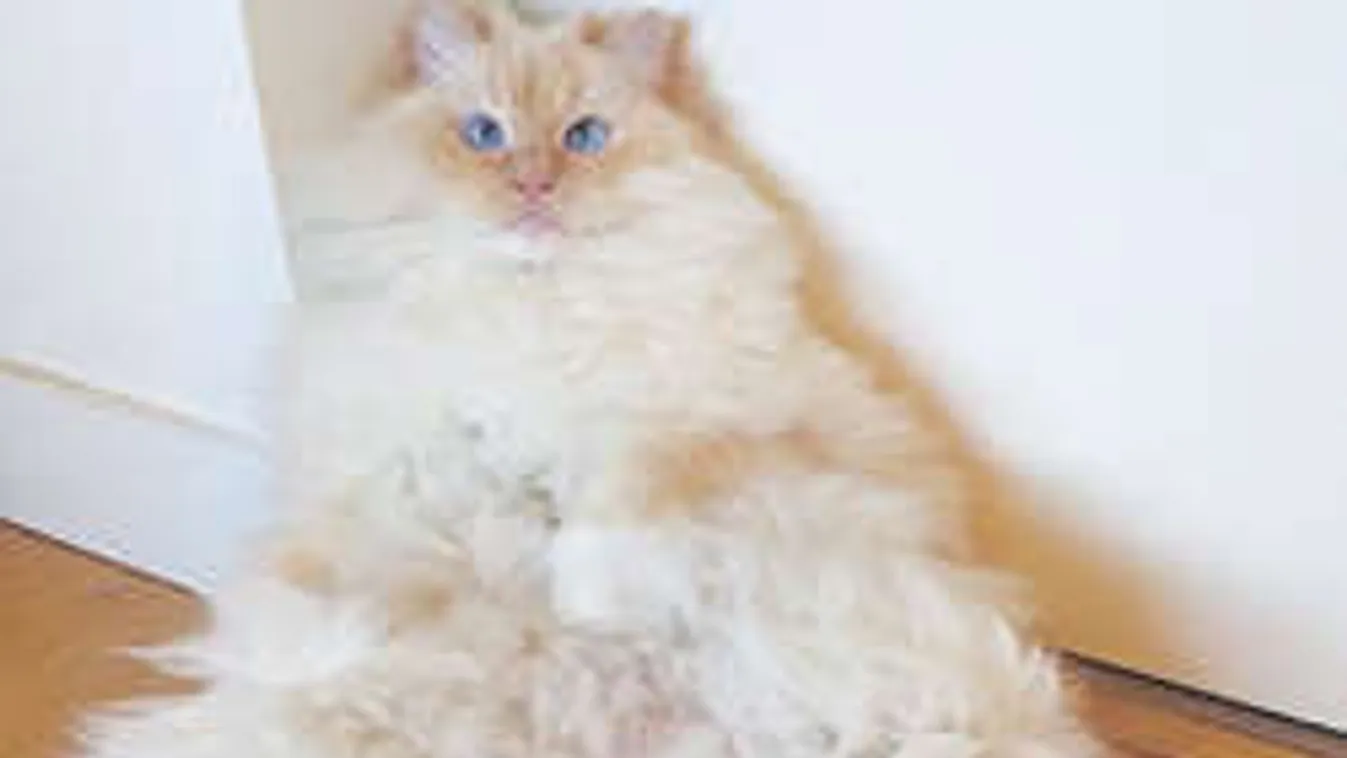 Íme, a macska, aki lassan Garfieldnál is népszerűbb!