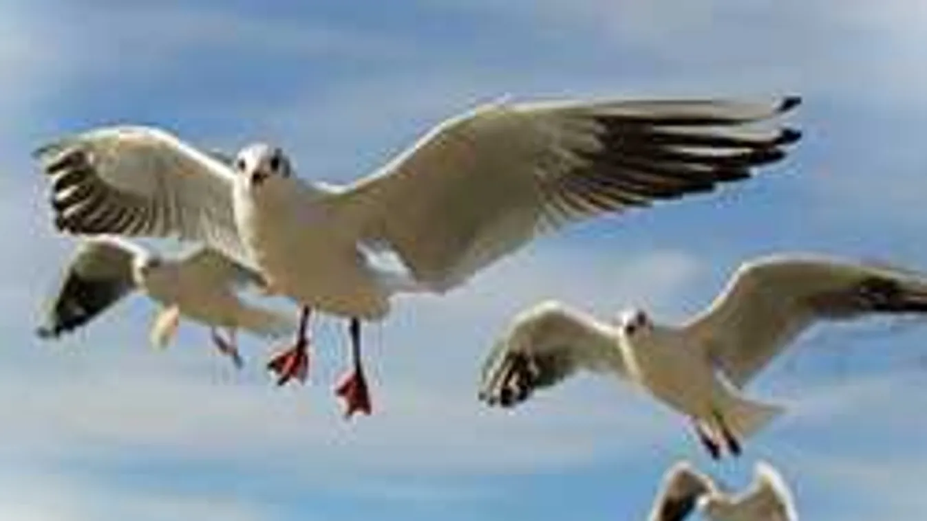 Saját otthona ejtette foglyul a házaspárt, a legdurvább csak ezután jött