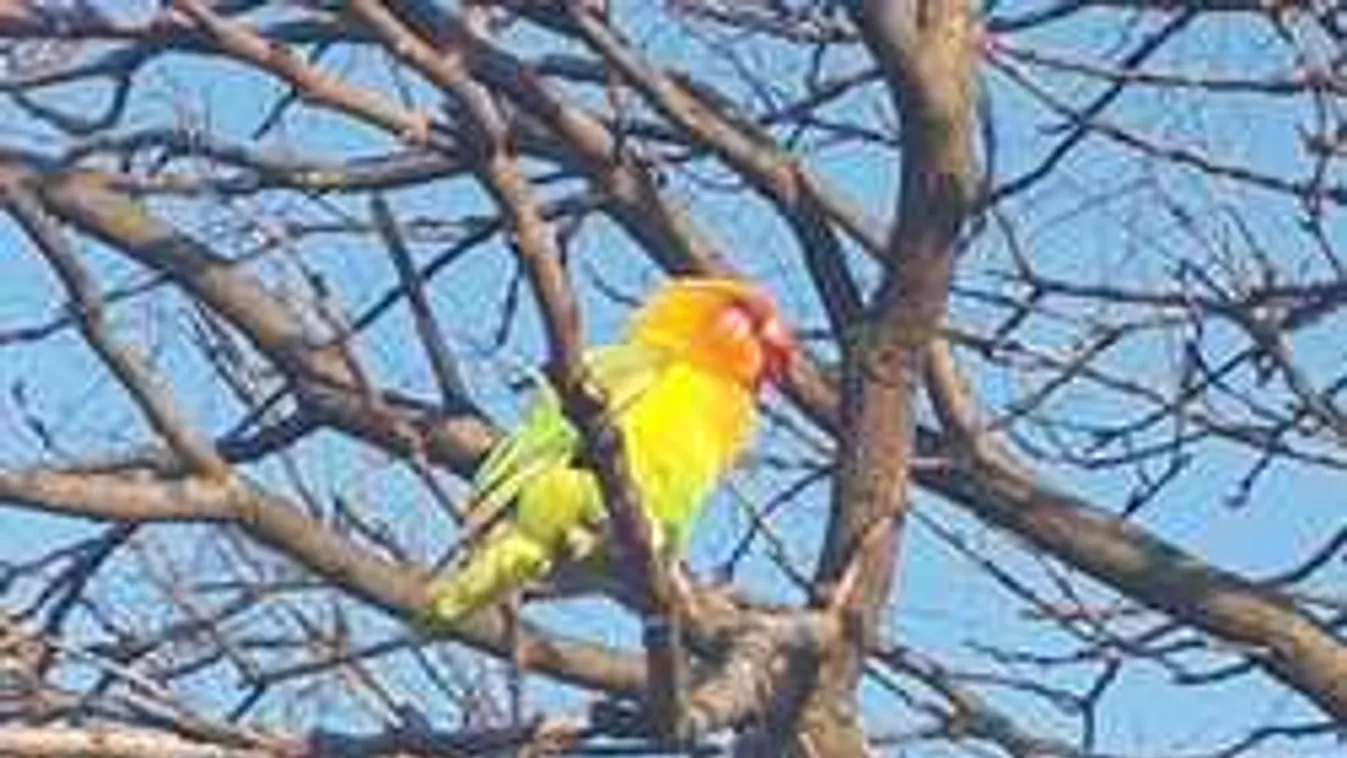 Elképesztő, mit járt be Budapesten ez a megszökött papagáj