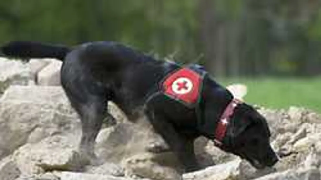 Tragédia Budapesten: Kutyákkal keresik a romok alá szorult embereket