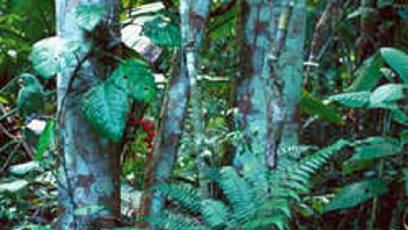 Ettől a rejtvénytől kitéped a hajad! Hol van az elrejtett állat a képen?!