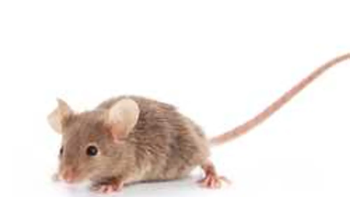 Gigantikusra nőtt egerekre bukkantak, a madárfiókákat is megeszik