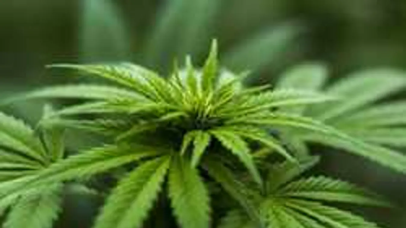 Drogelosztó bandára csaptak le Bécsben!