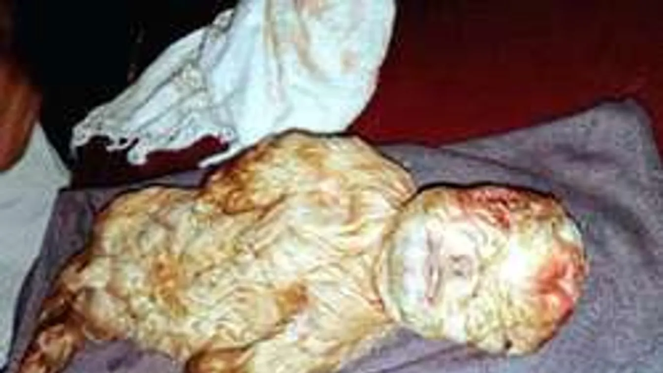 Mint egy patás csecsemő! Emberfejű kecskegida jött a világra!