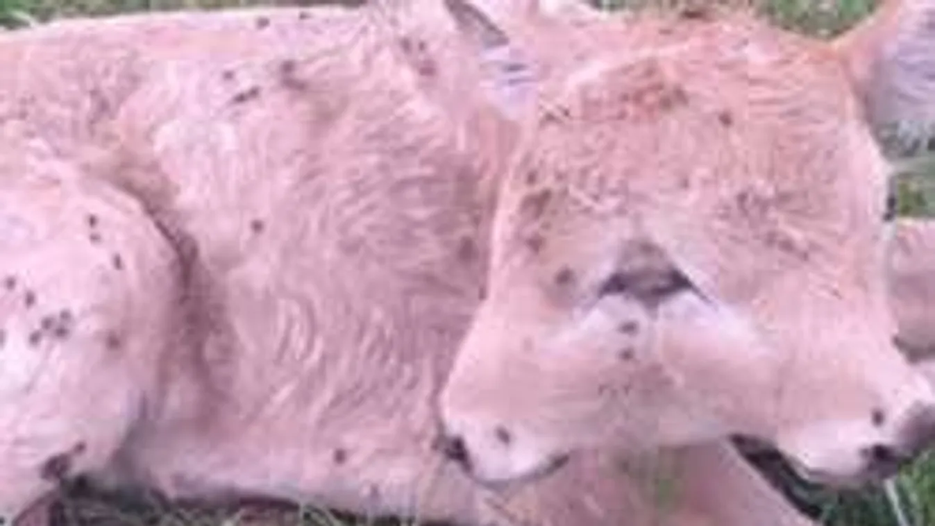 Sok volt a pezsgő? Hány fejet látsz ezen a borjún?