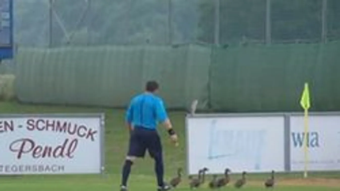 Kacsatámadás a sztárcsapat meccsén - videó