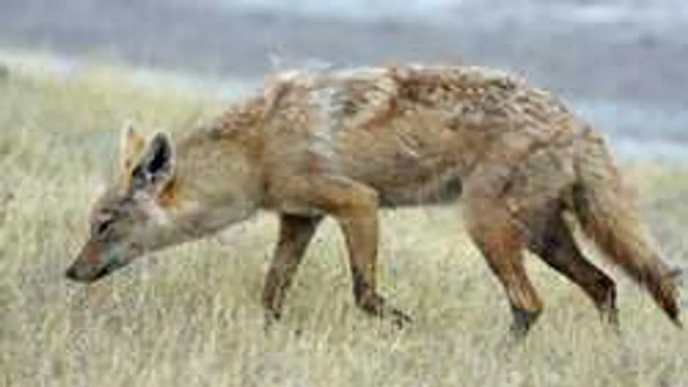 Visszatért a toportyánféreg, már a budai hegyekben portyázik