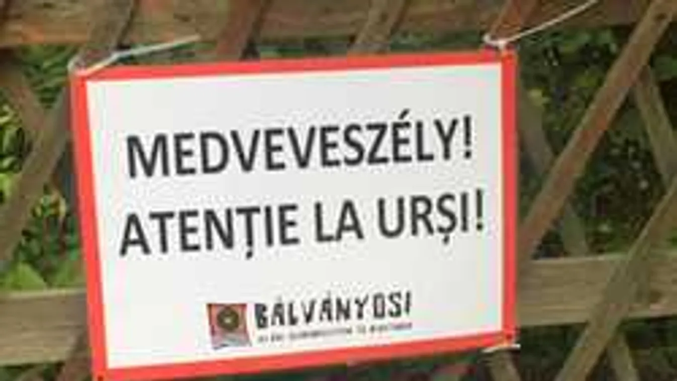 És akkor az út baloldalán Orbán Viktor meglátta medvét