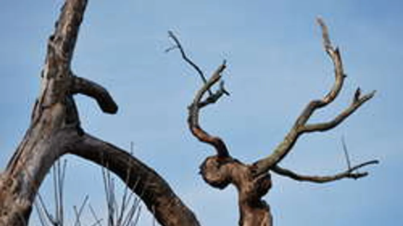 Elájult, mikor meglátta, hogy heréi egy fán lógnak